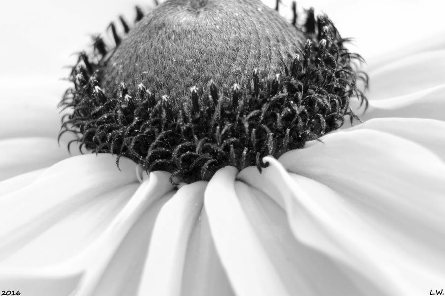 Nature Photograph - Bursting With Beauty Black And White by Lisa Wooten