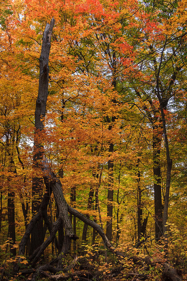 Bursts of Fall Color in the Forest Photograph by Joni Eskridge