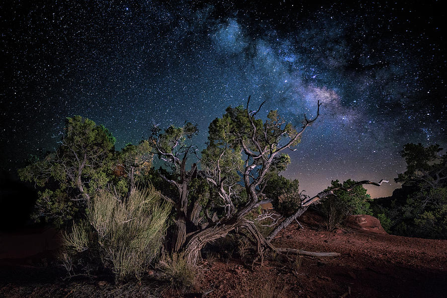 Bush and Milky Way Photograph by Janet Ballard - Fine Art America