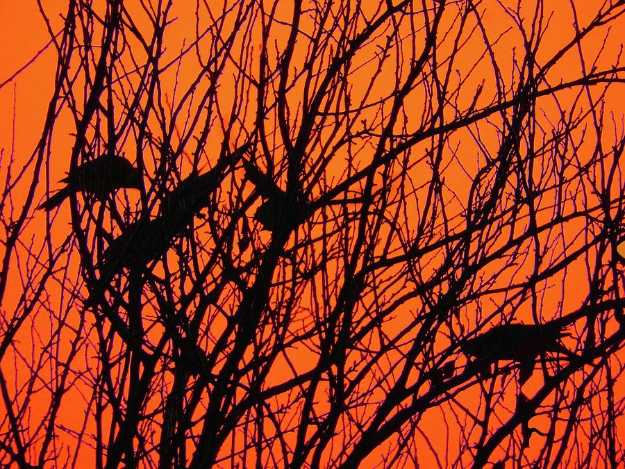 Bush Birds Photograph by Mark Blauhoefer