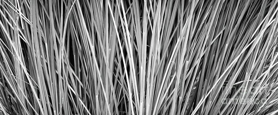 Bush Black and White Photograph by Panorama Guru - Fine Art America