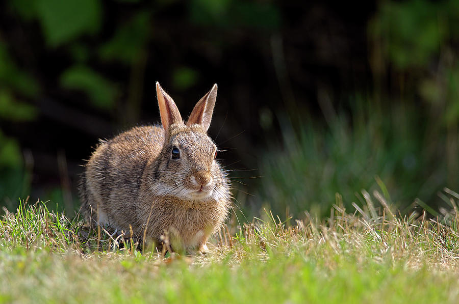 Bush Bunny Photograph by Sharon Talson - Pixels