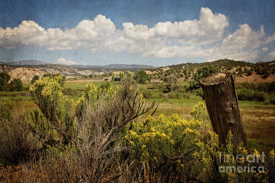 Bush Creek Photograph by Franz Zarda