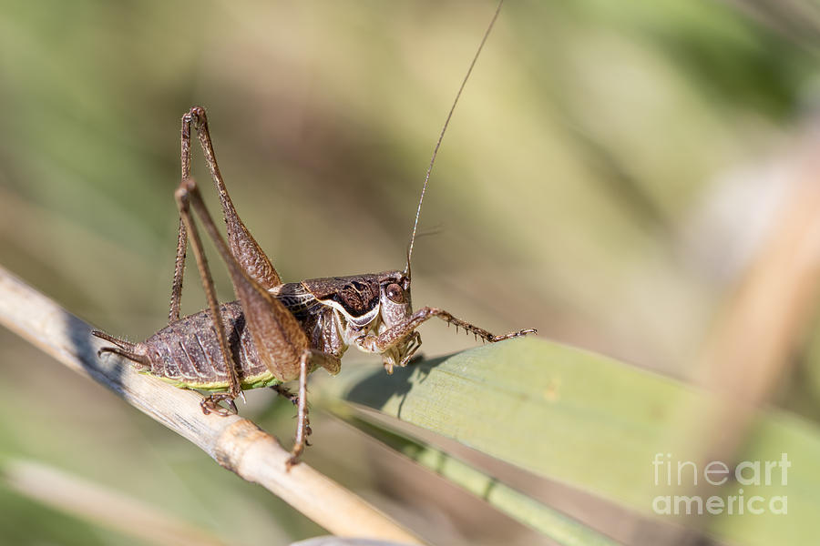 Bush cricket Photograph by Jivko Nakev