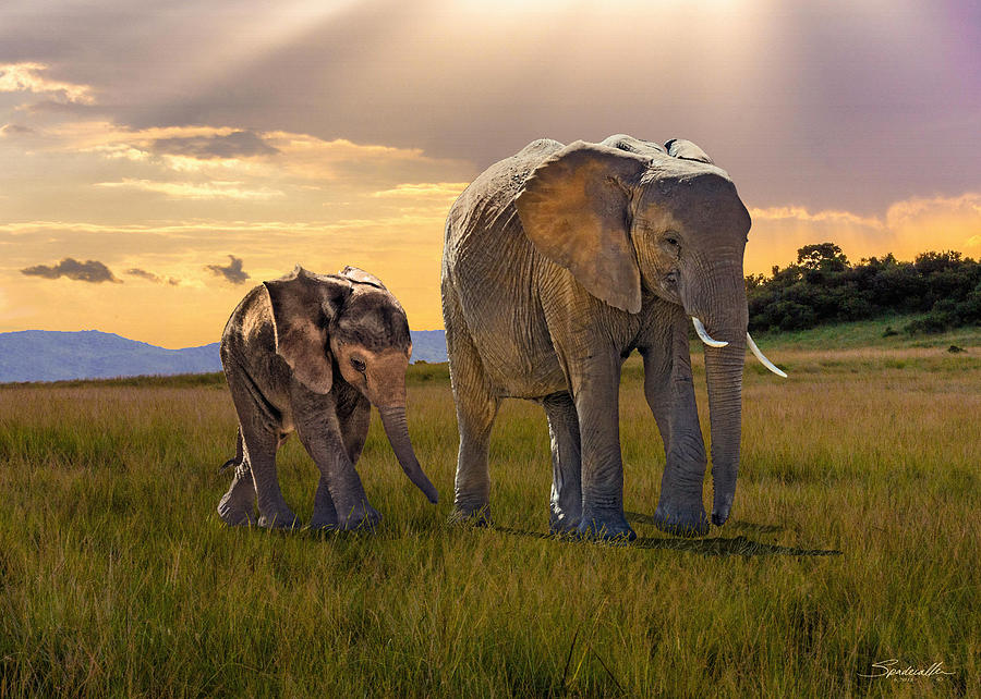 Elephant Digital Art - Bush Elephant Cow and Calf by M Spadecaller