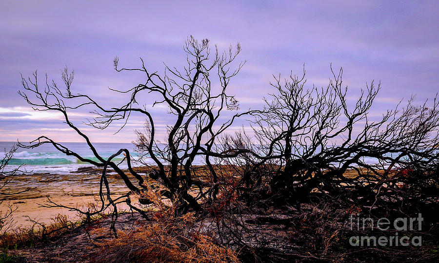 Bush Fire by the Beach Photograph by Lexa Harpell