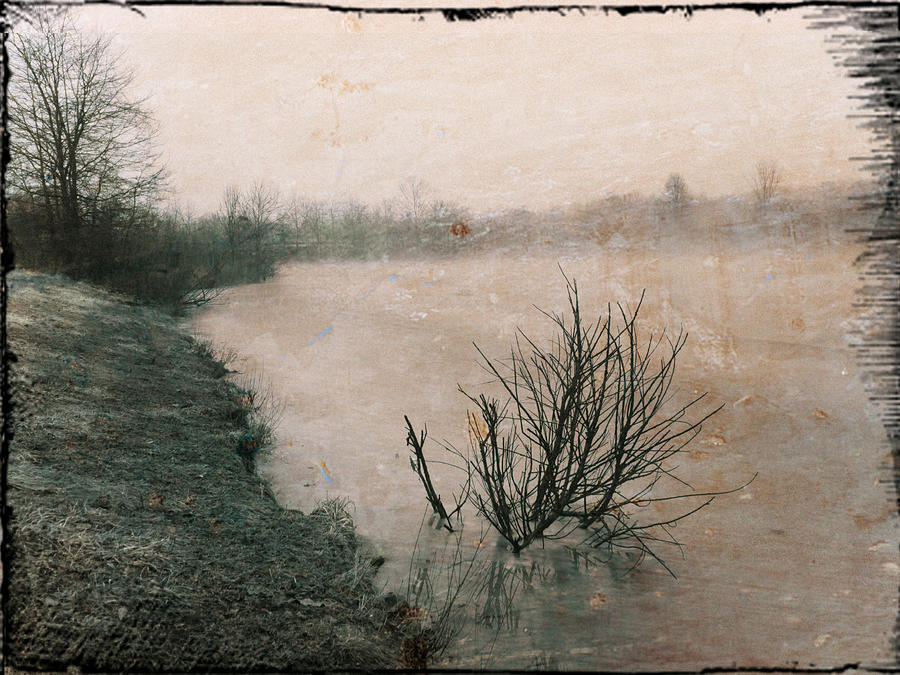 Bush in Pond by Michael L Kimble Bush in Pond by Michael L Kimble