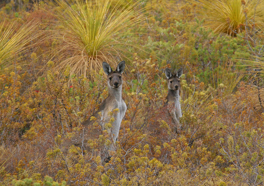 Bush Kangaroos Photograph by Tony Brown