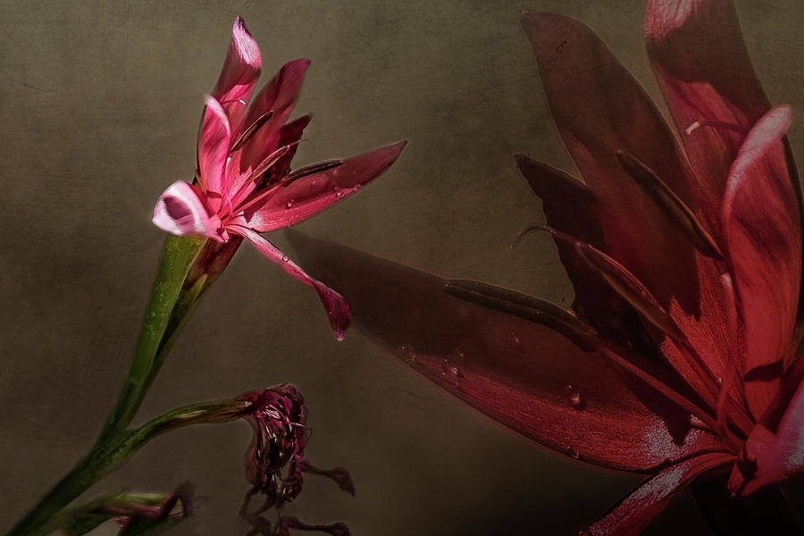 Bush Lily Photograph by Belinda Greb