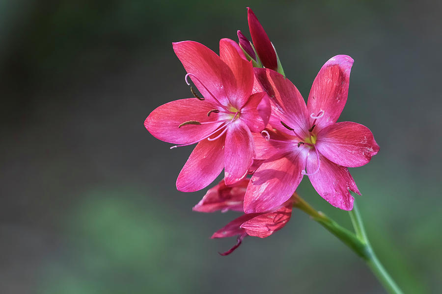 Bush Lily, No. 2 Photograph by Belinda Greb