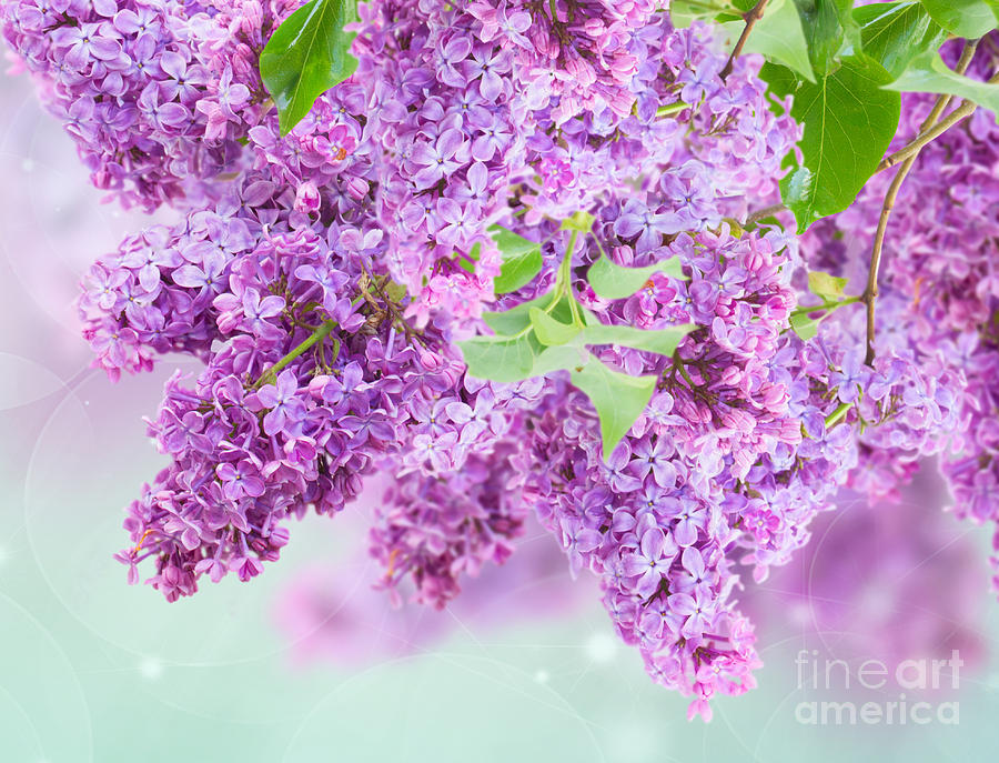 Bush of Lilac Photograph by Anastasy Yarmolovich