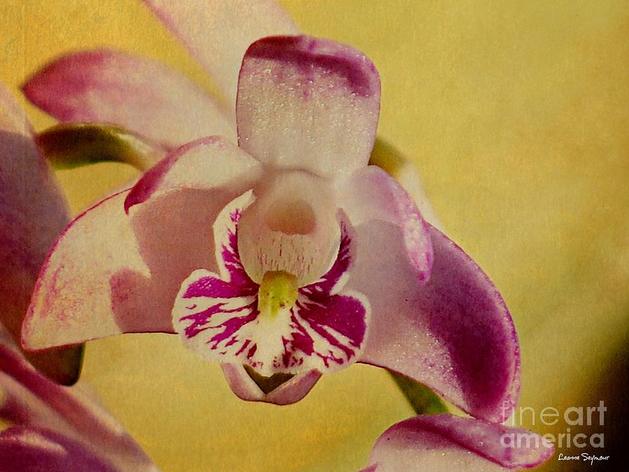 Orchid Photograph - Bush Orchid Delight 1 by Leanne Seymour