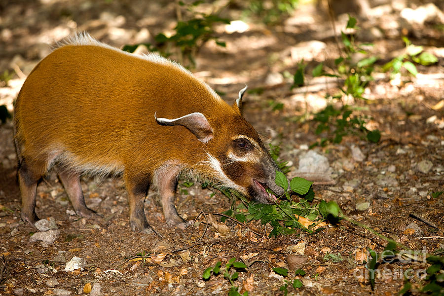 Bush Pig Potamochoerus Porcus Photograph by Gerard Lacz Pixels