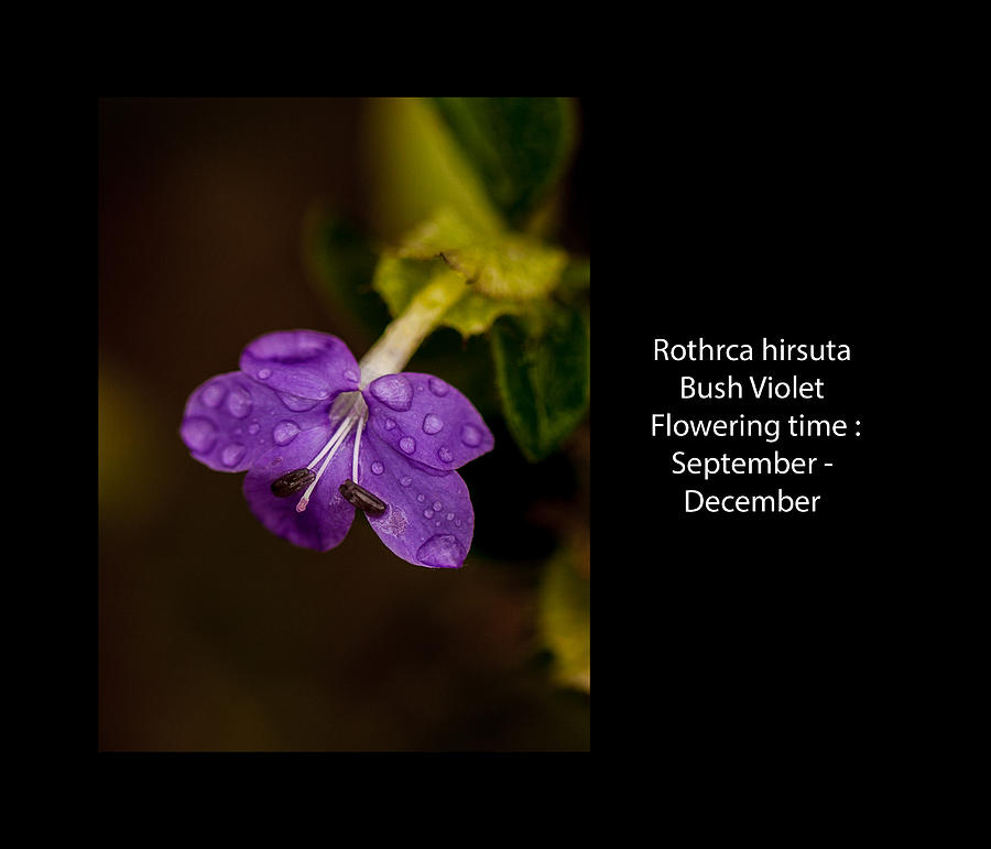Bush Violet Photograph