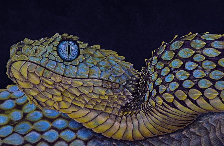 Bush Viper Drawing by Biophilic Art