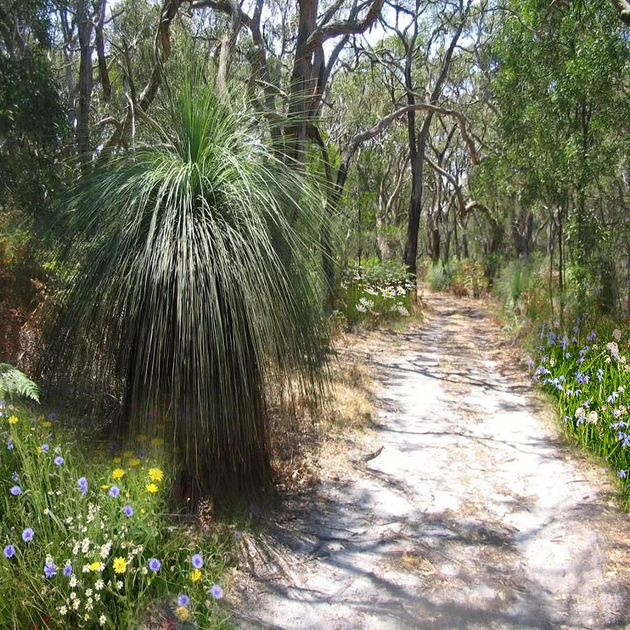 Blend Photograph - Bush Walk with Wild Flowers by Clive Littin