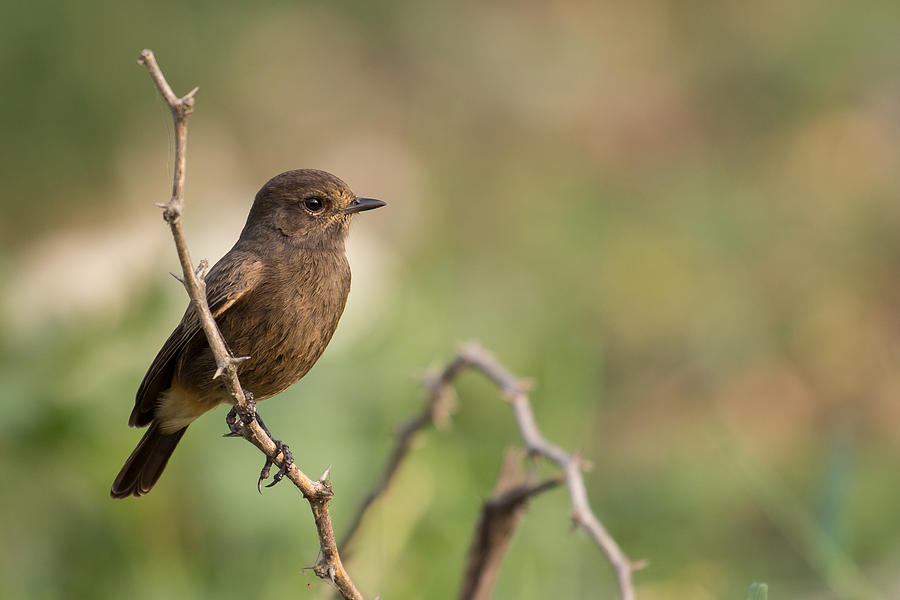 Bushchat Photograph by Vijay Sonar - Fine Art America