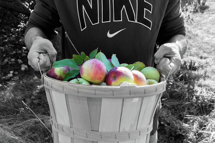 Bushel of Apples Photograph by Deborah Klubertanz