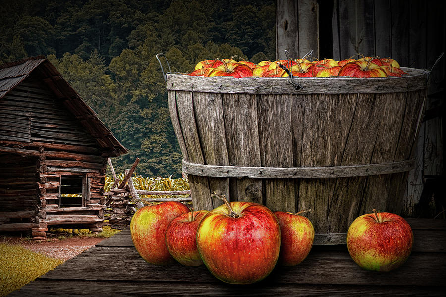 Bushel of Apples during Harvest Photograph by Randall Nyhof