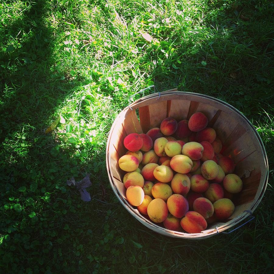 Bushel of Peaches Photograph by Elizabeth Clem