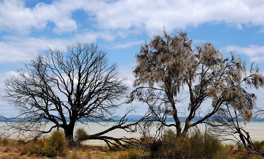 Bushfire Trees and Beach 2 Photograph by Lexa Harpell