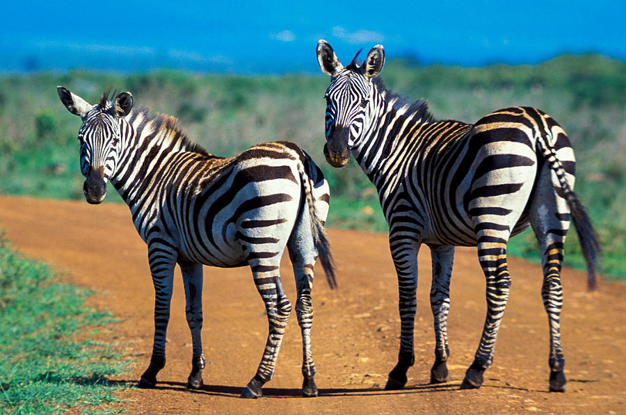 Bushnells Zebras Photograph by Tina Manley