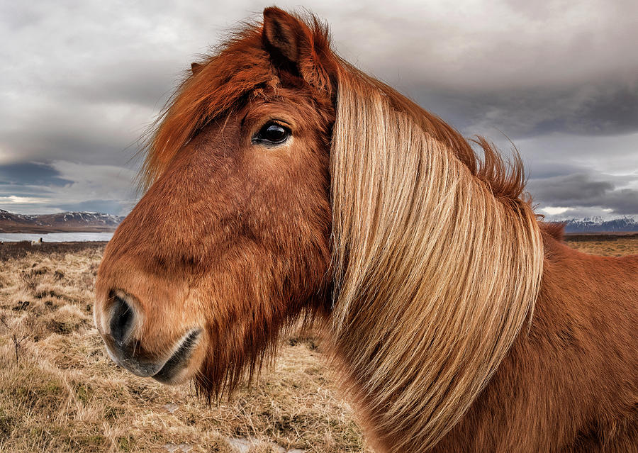 Bushy Icelandic horse Photograph by Pradeep Raja PRINTS