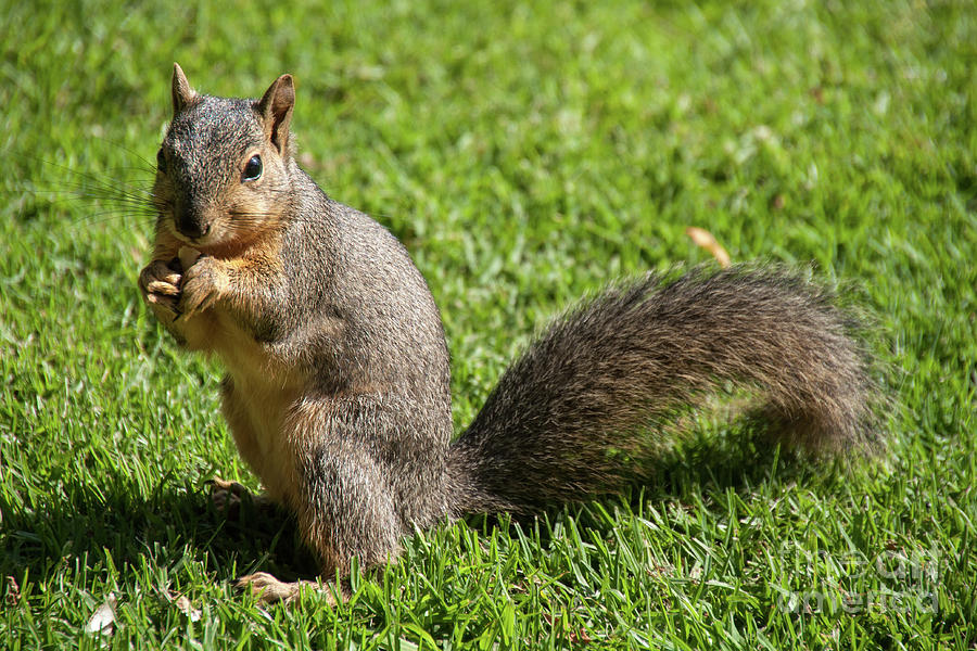 Squirrel Photograph - Bushy-tailed eating machine by Michael Ziegler