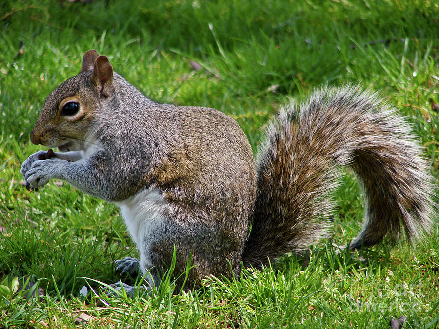 Bushy Tailed Squirrel Photograph by Cathy Mounts