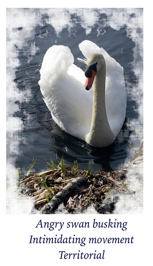 Busking Swan -  Haiku Annotated Photograph by Constantine Gregory