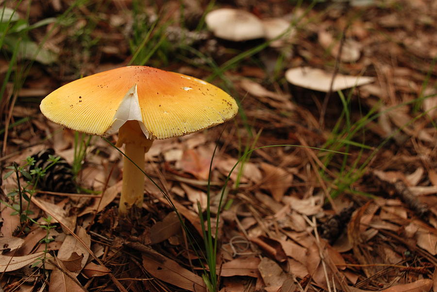 Bust a Cap Photograph by Troy Spencer Fine Art America