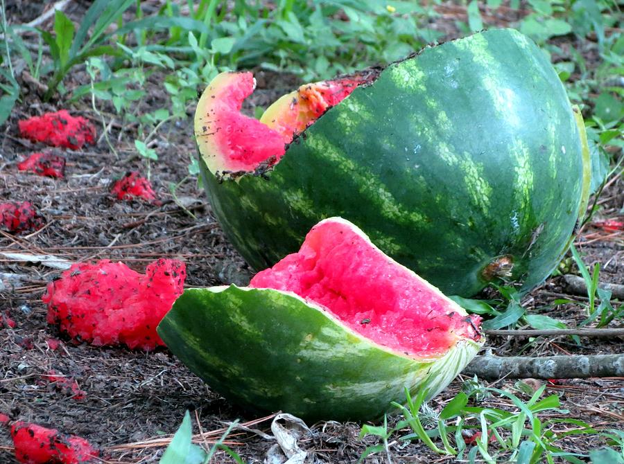 busted-watermelon-larry-linley.jpg