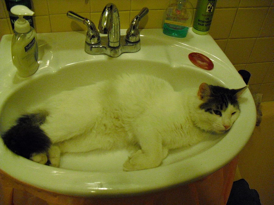 Buster In Basin Photograph by Troix Johnson Buster In Basin Photograph by Troix Johnson