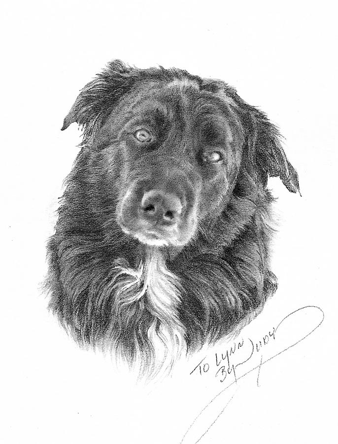 Buster Drawing By Judith Angell Meyer Pixels