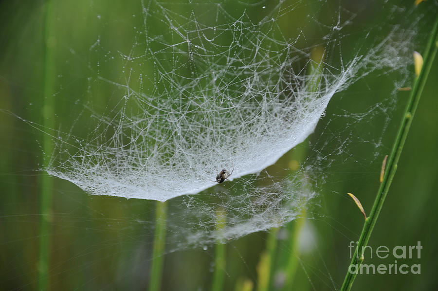 Spider Photograph - Busy At Work by Linda Seacord