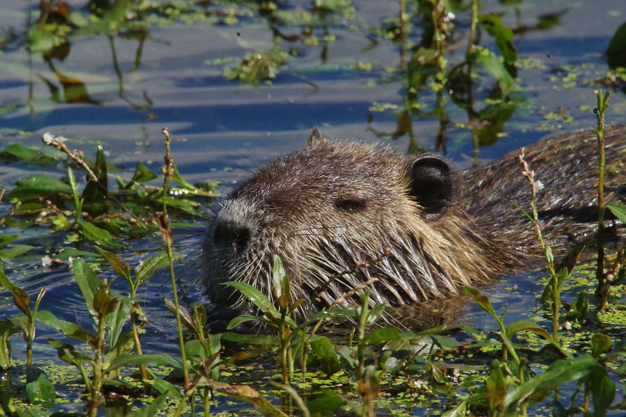 Busy Beaver Photograph by Jeff Swan
