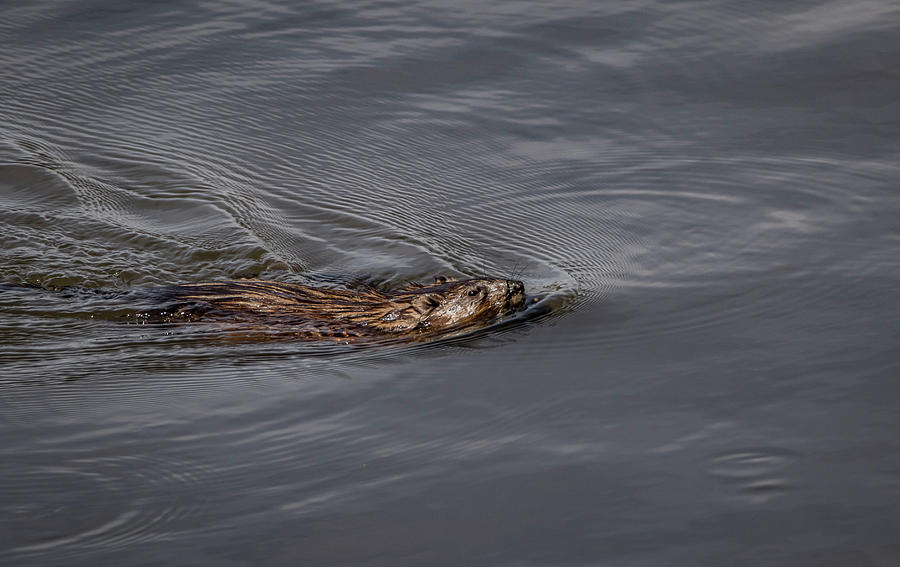 Busy Beaver Photograph by Ray Congrove
