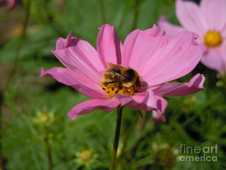 Busy Bee - Cosmos Photograph by Sonya Chalmers