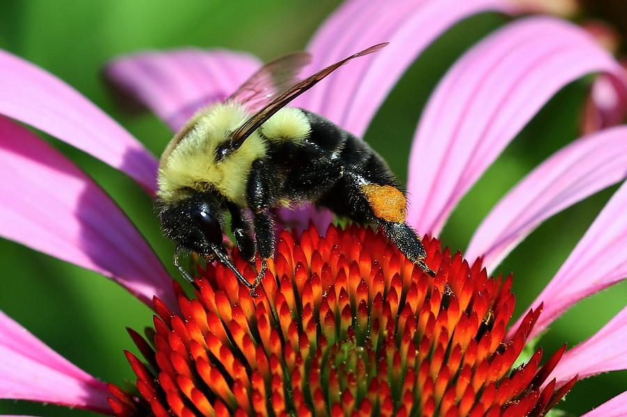 Busy Bee 1 Photograph by Debbie Storie - Fine Art America