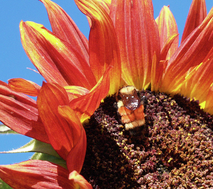 Sunflower Photograph - Busy Bee 2 by Elisabeth Dubois