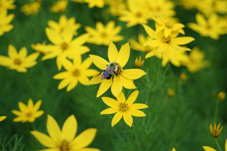 Flower Photograph - Busy Bee by Barbara S Nickerson