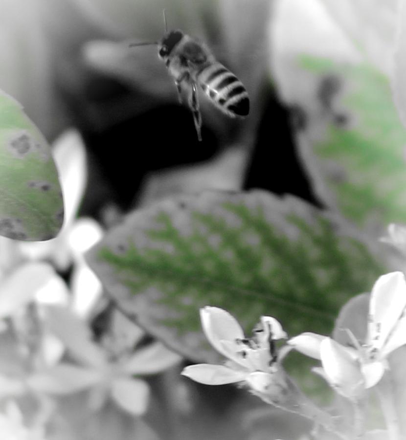 Busy Bee Photograph by Beth Wiseman