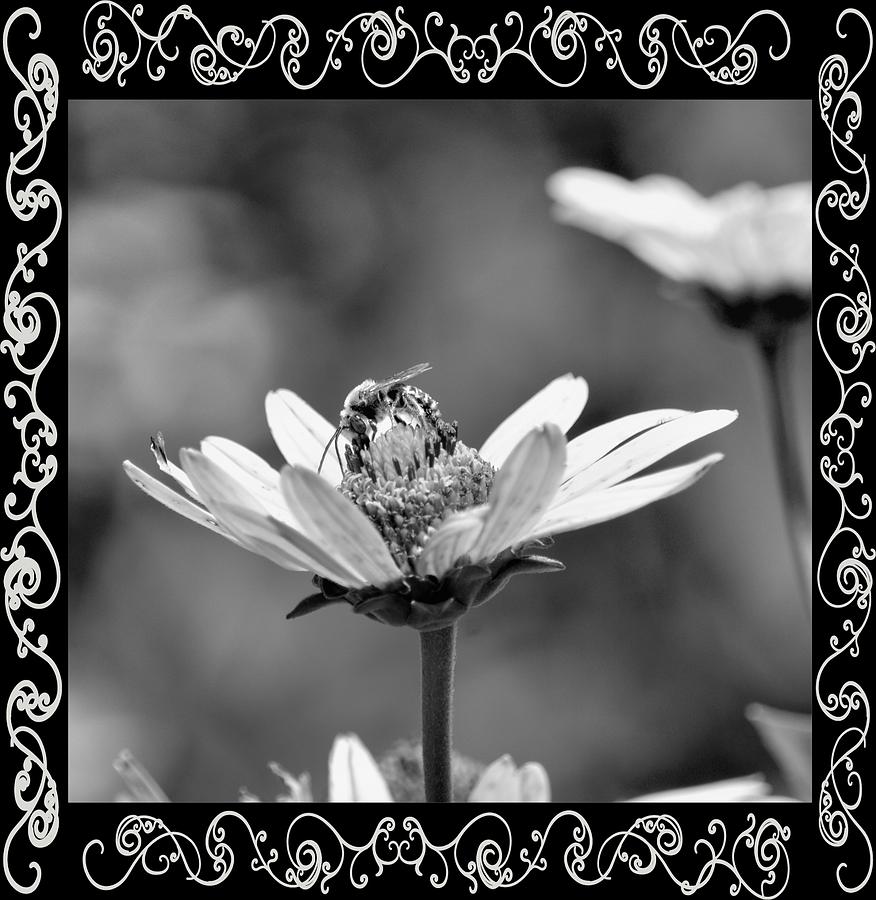 Busy Bee BW Photograph by Maria Urso