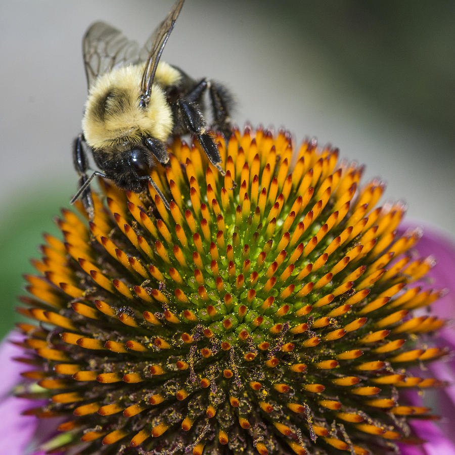 Busy Bee Photograph by Cathy Kovarik