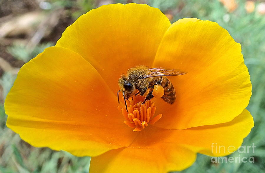 Busy Bee Photograph by Cheryl Cutler