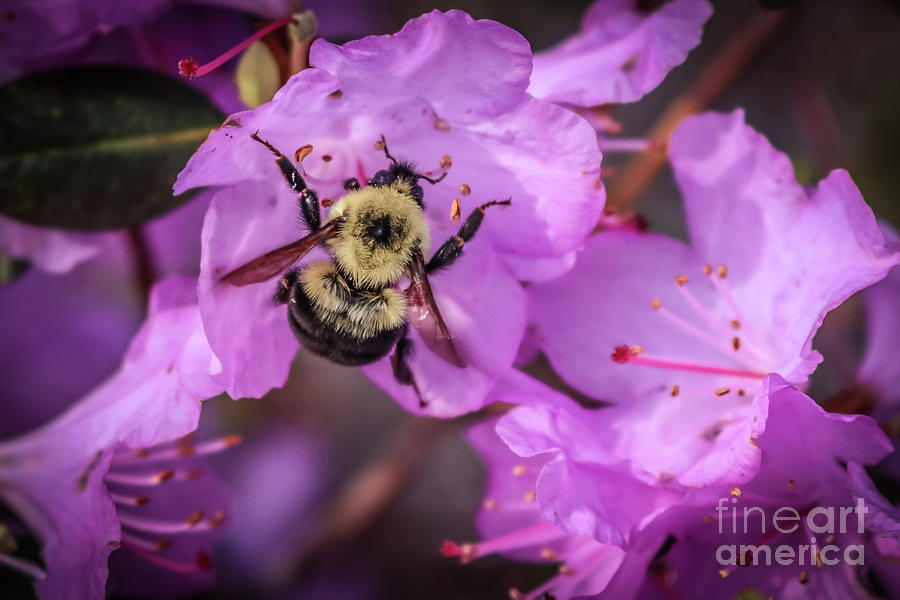 Busy bee Photograph by Claudia M Photography