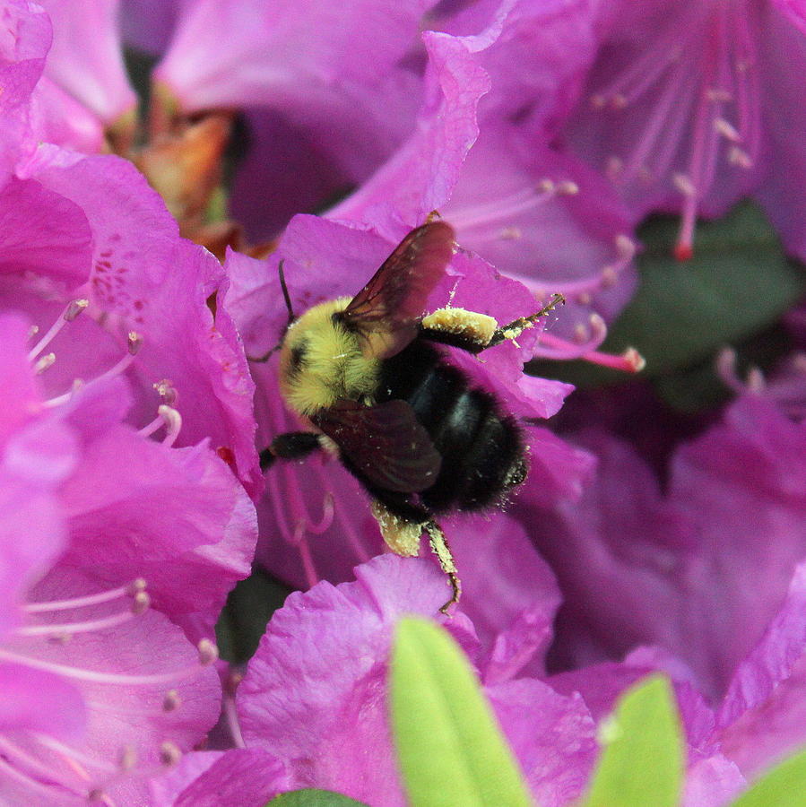 Nature Photograph - Busy Bee Collecting Pollen on Rhododendron  by Anita Hiltz