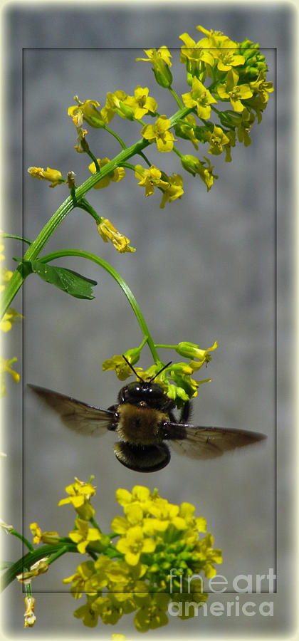 Busy Bee Photograph by Deborah Johnson