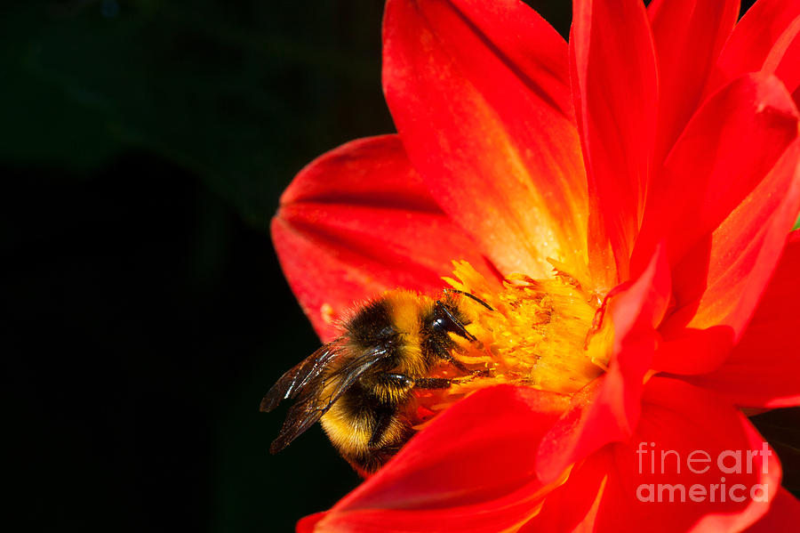 Busy Bee Photograph by Diane Macdonald