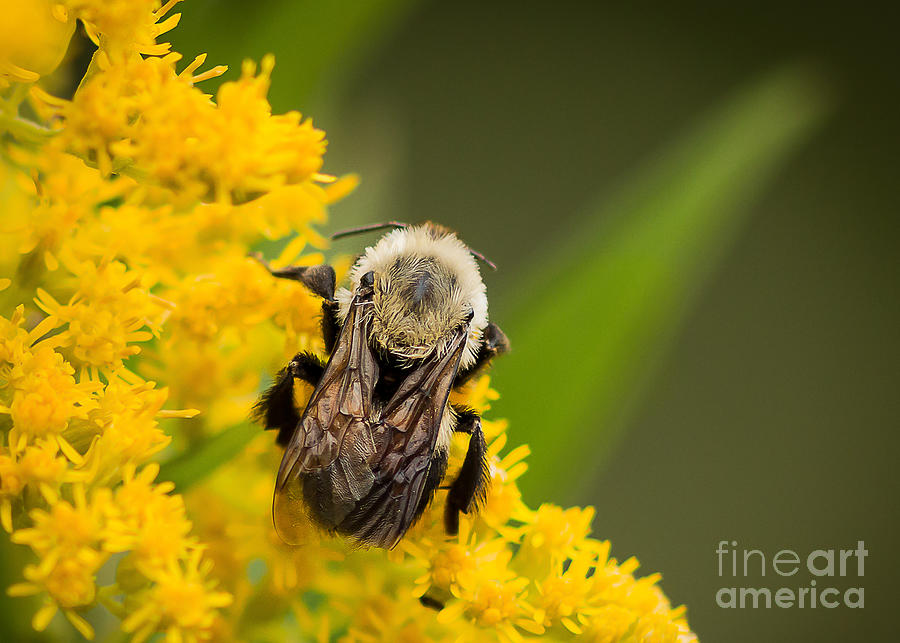 Summer Photograph - Busy Bee by Donna Crider